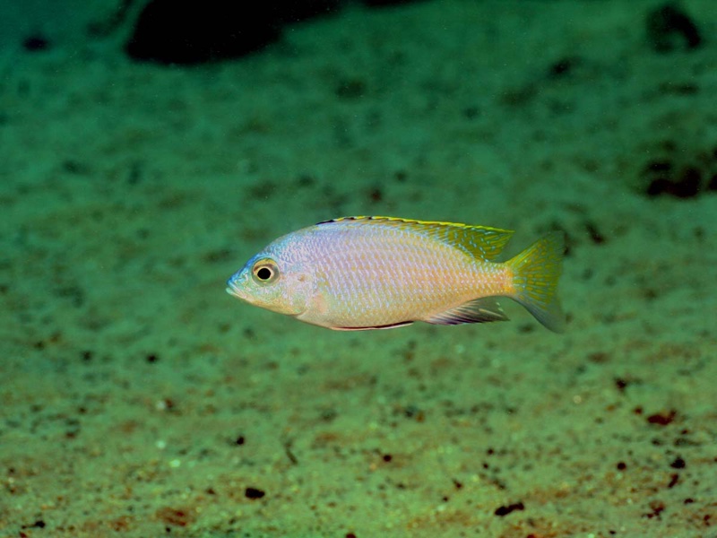 Placidochromis sp. 'blue otter' Tsano Rock